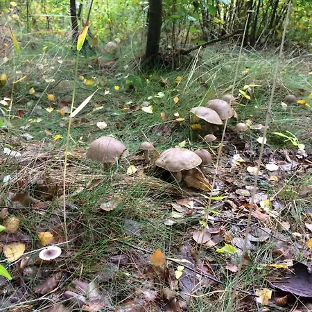 Domki Na Koncu Swiata Casa vacanze *